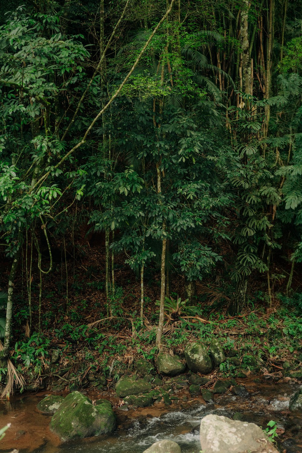 a stream running through a lush green forest