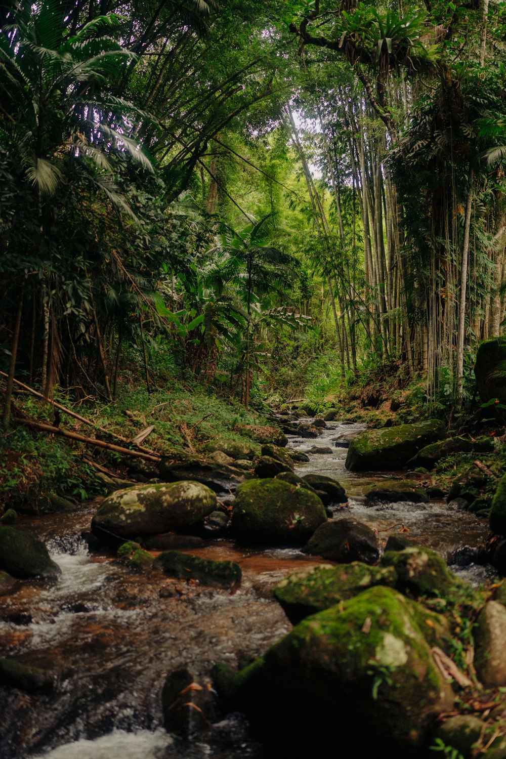 a stream running through a lush green forest