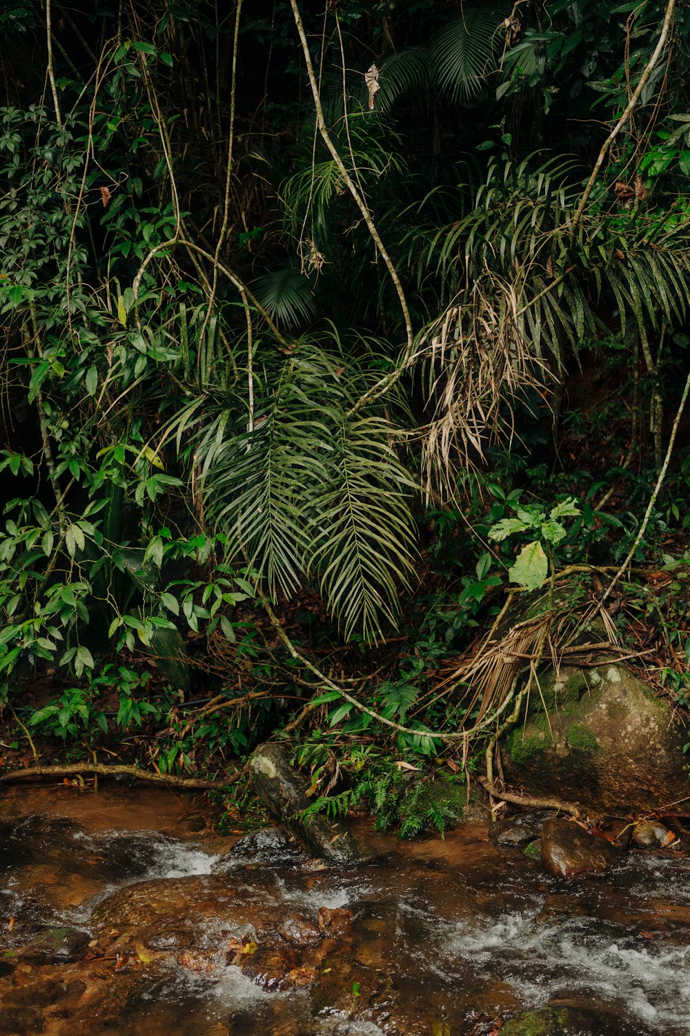 a stream running through a lush green forest