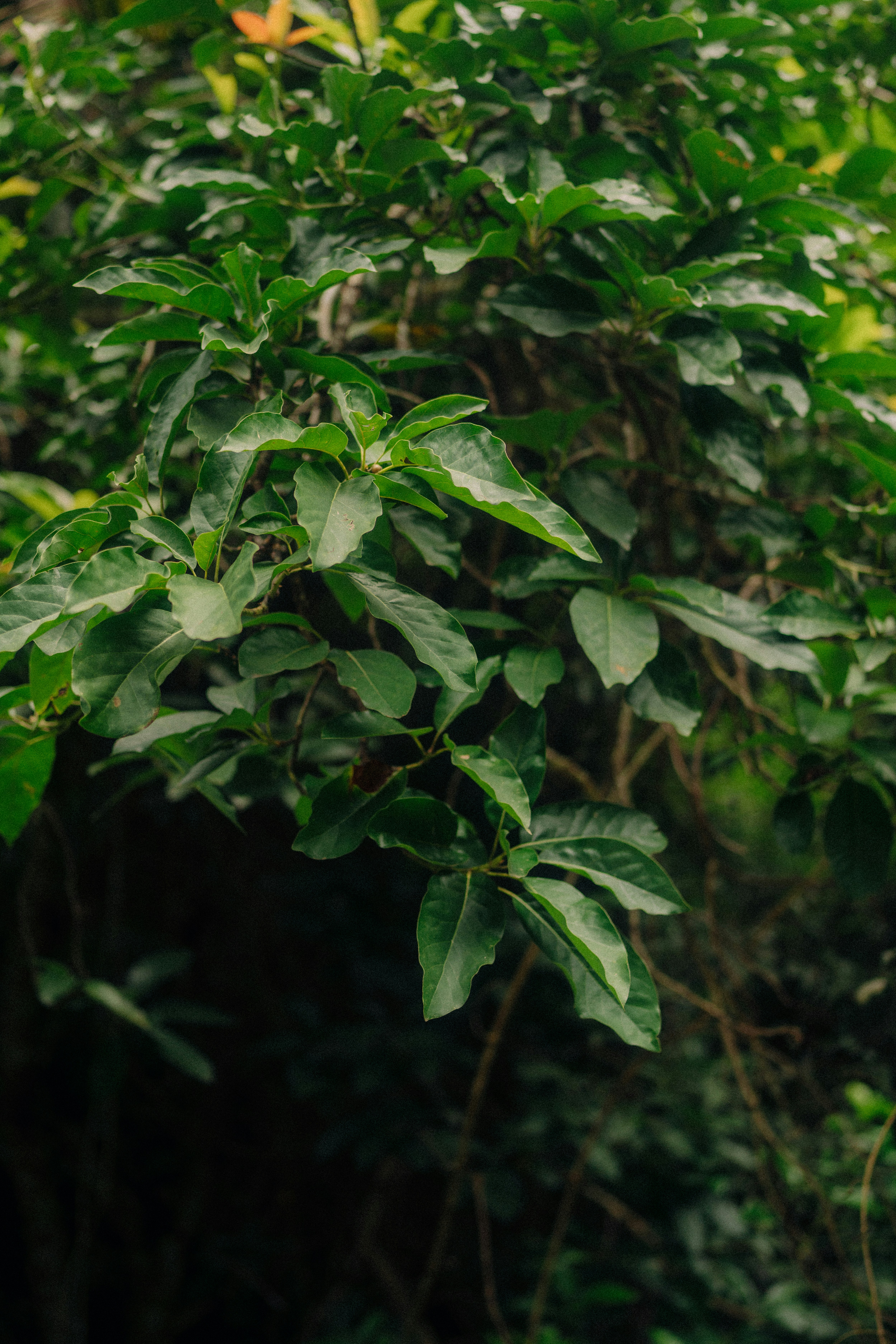 Photo by limamauro23