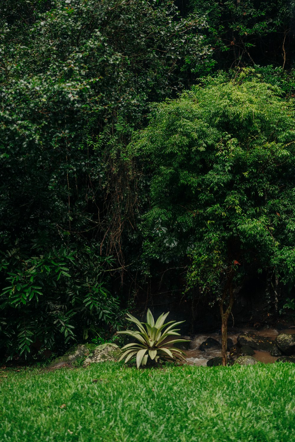 a small tree sitting in the middle of a lush green field