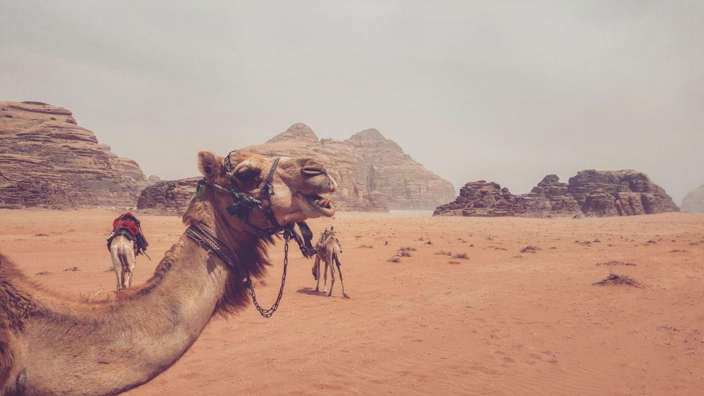 a couple of camels that are standing in the dirt