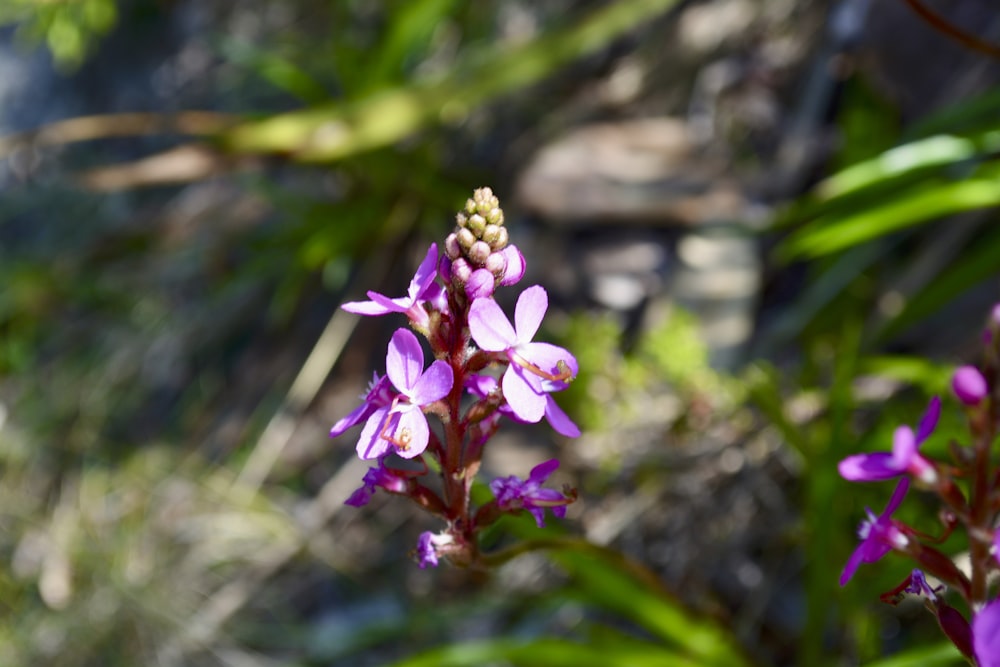 a close up of a purple flower with green leaves