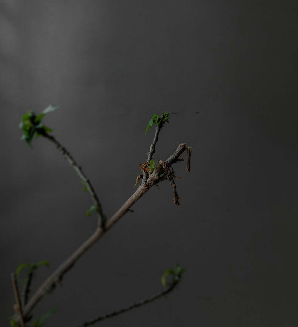 ein Zweig mit einer kleinen grünen Blume darauf