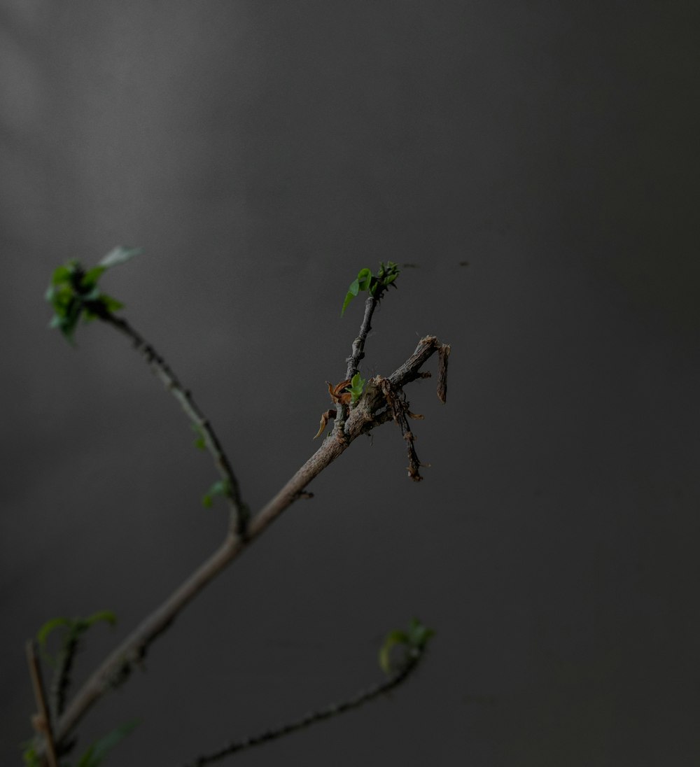 a branch with a small green flower on it