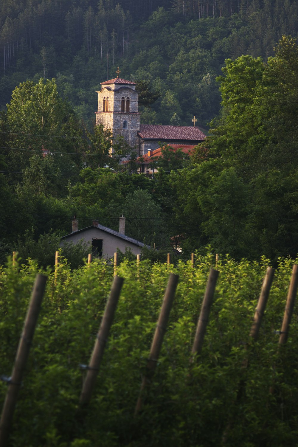 a church in the middle of a forest