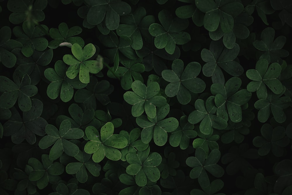 a group of green leaves with a dark background