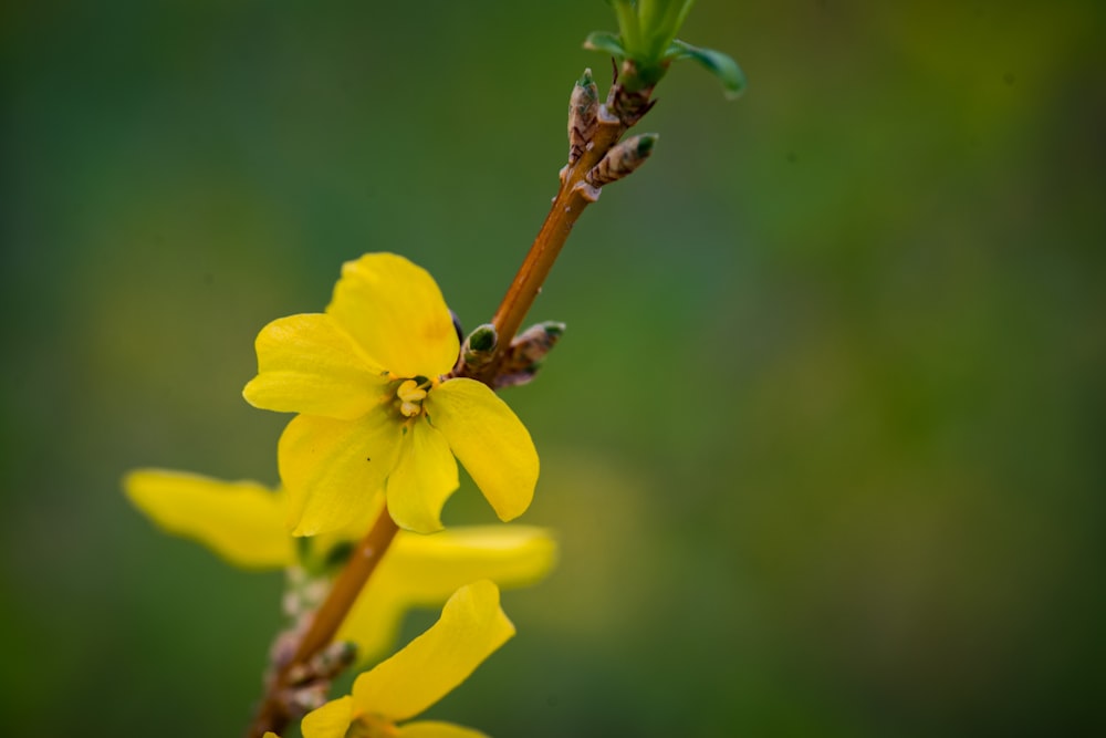 a close up of a yellow flower on a stem