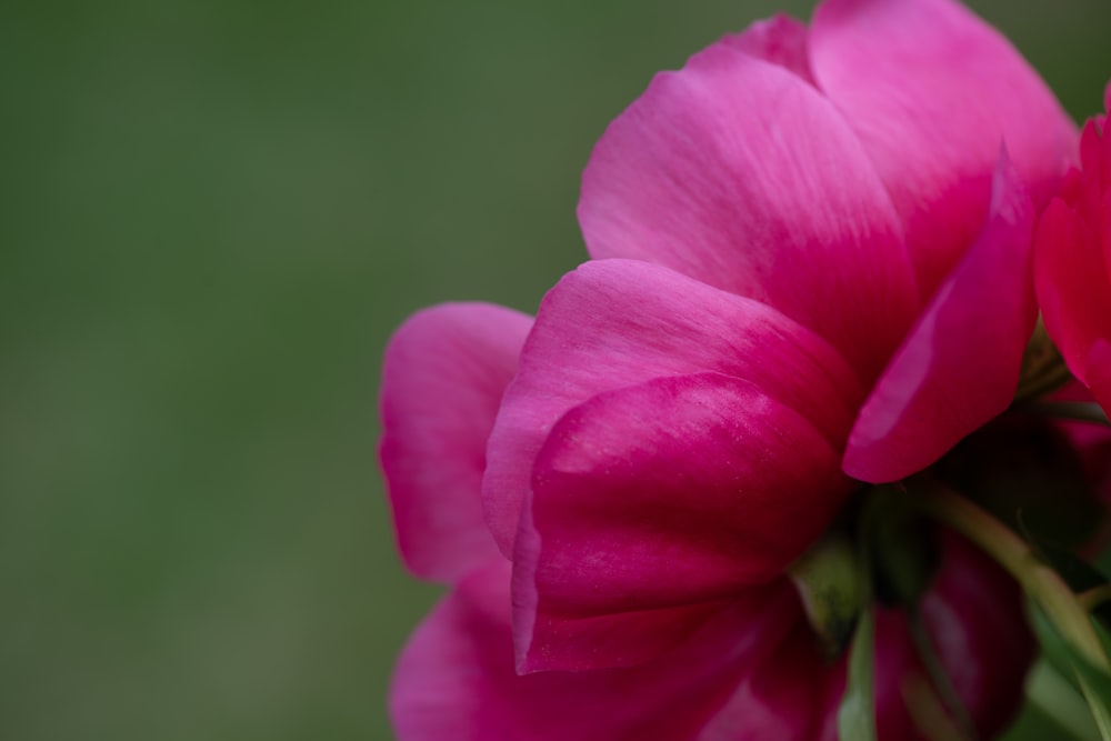 um close up de uma flor rosa com um fundo verde