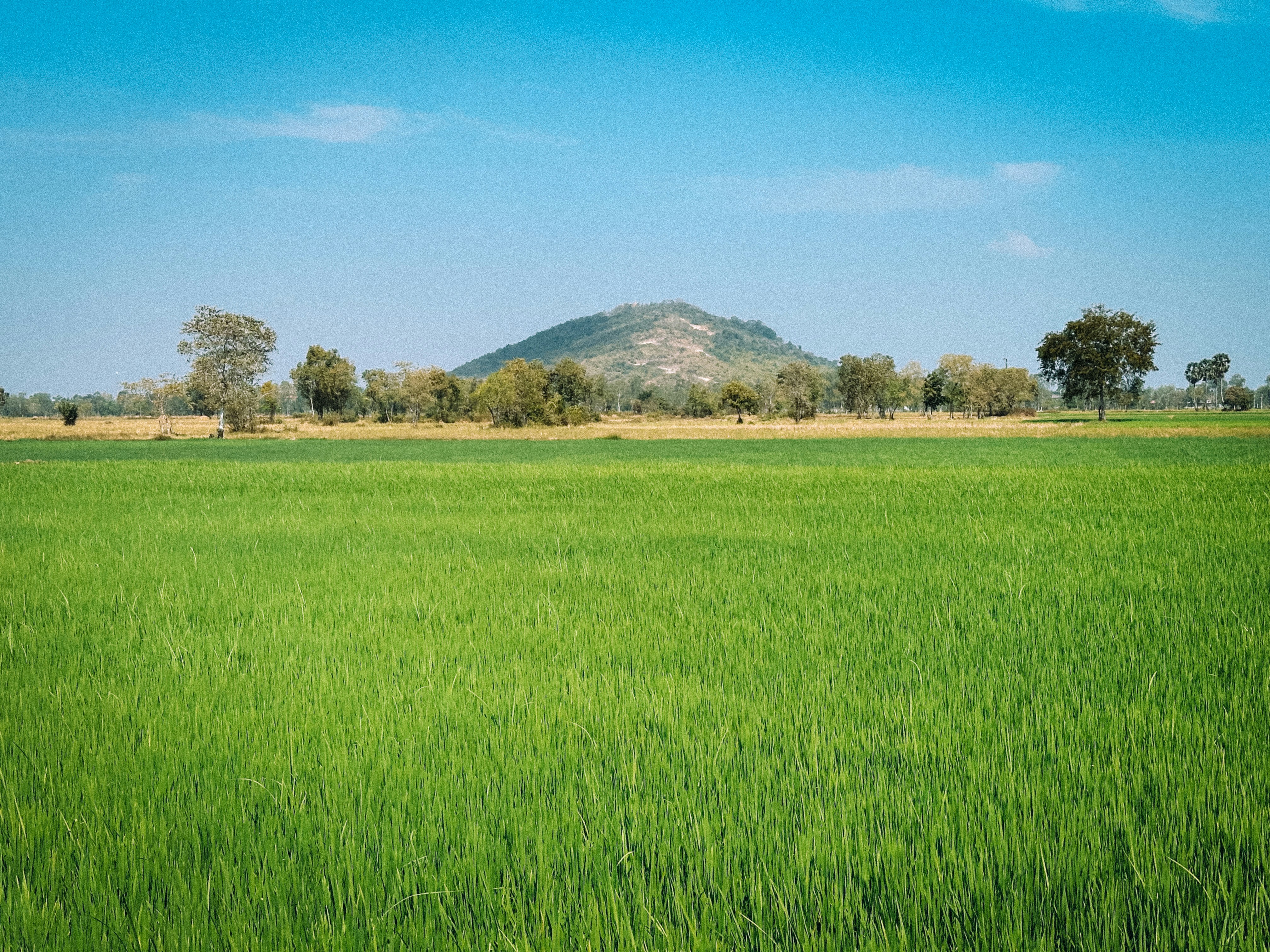 a field of green grass with a mountain in the background
