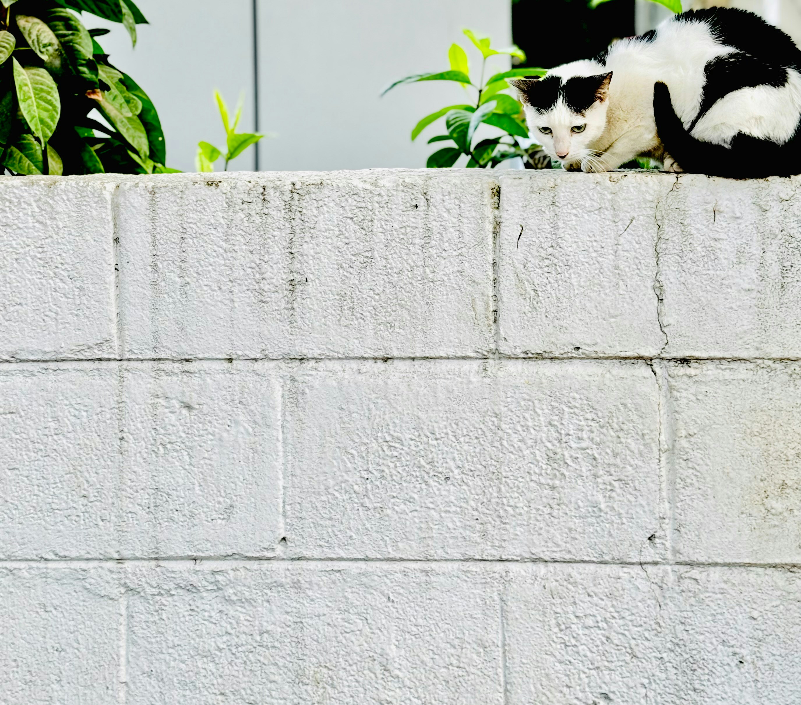 12 Cat Wall Bridges That Make Wall Climbing Simple