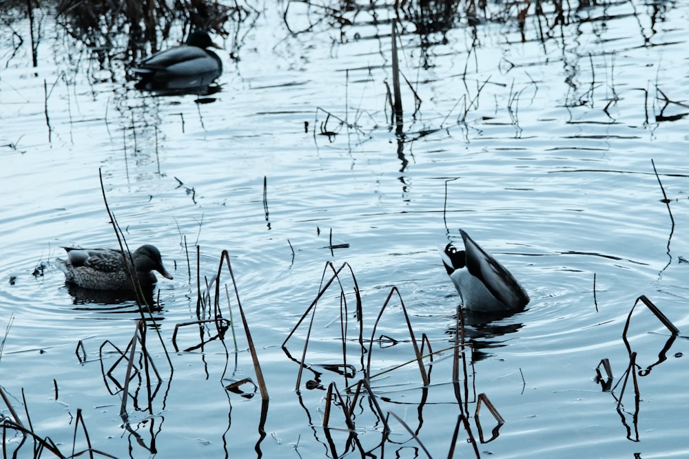 a couple of ducks floating on top of a lake