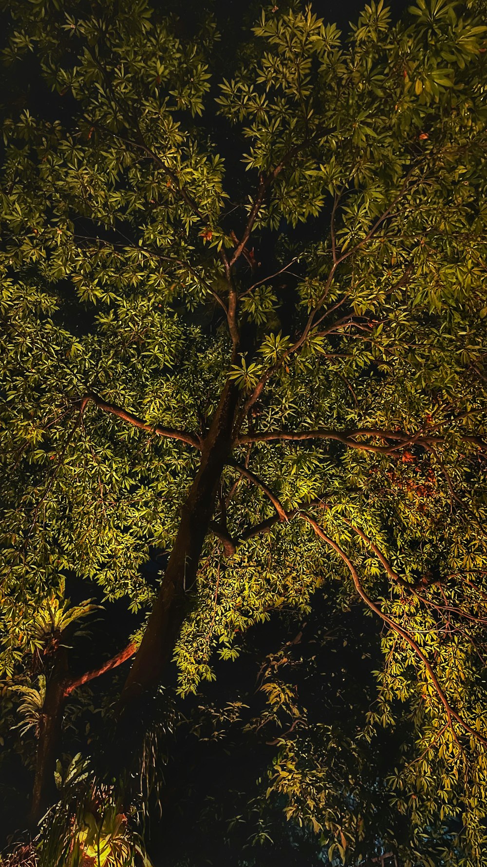 an overhead view of a tree at night