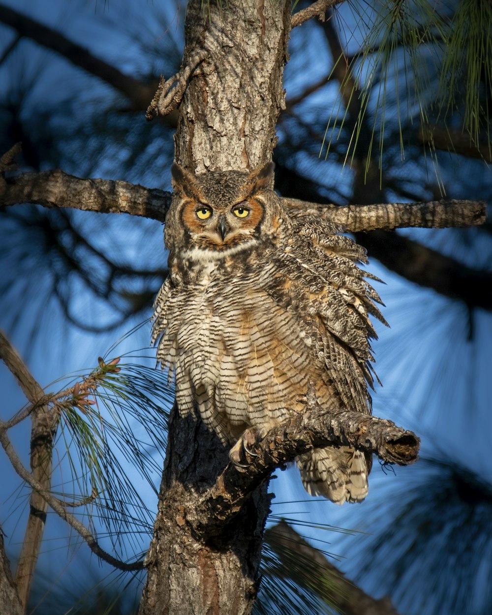 an owl is perched on a tree branch