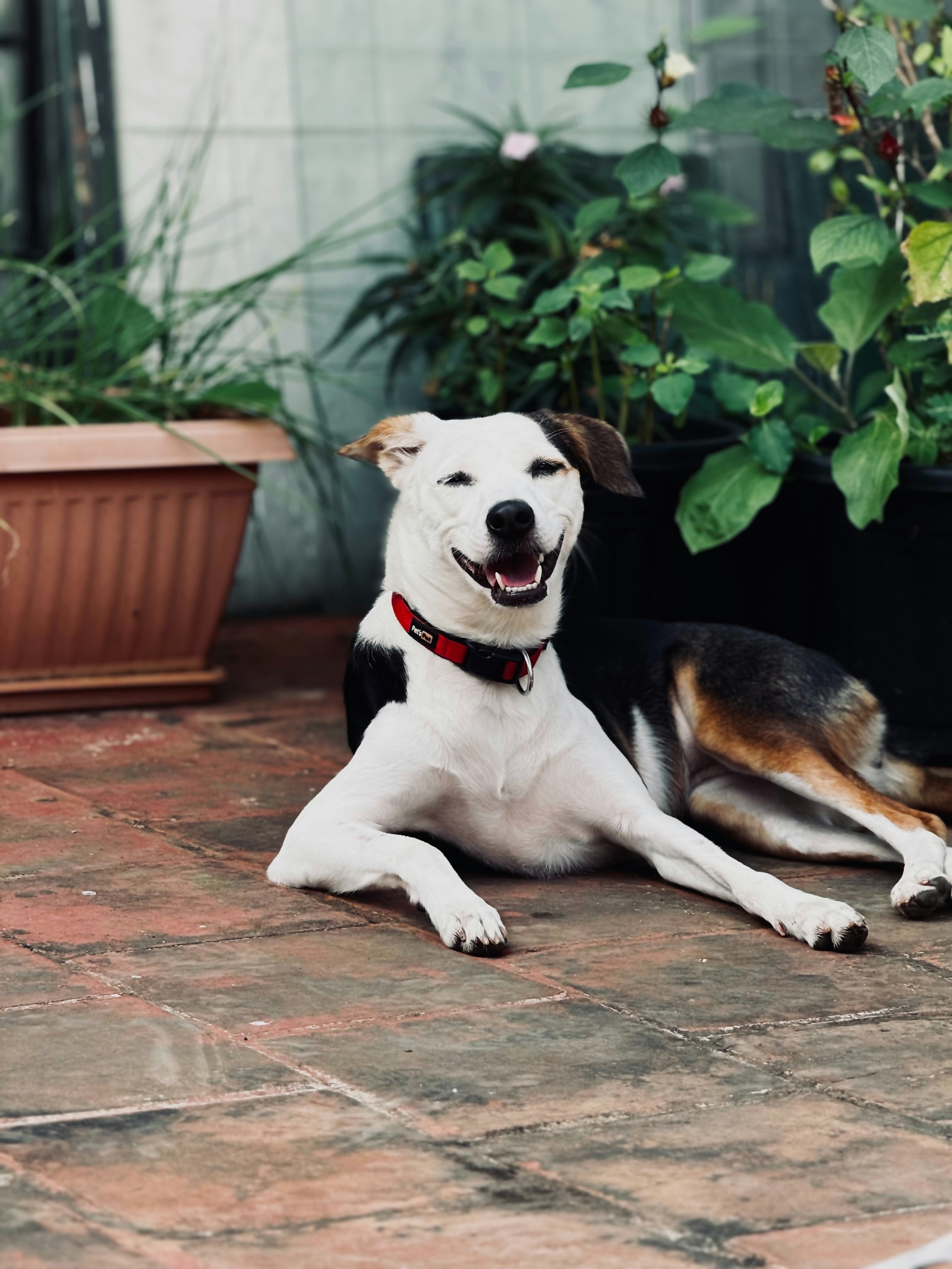 鉢植えの植物の横の地面に横たわる犬