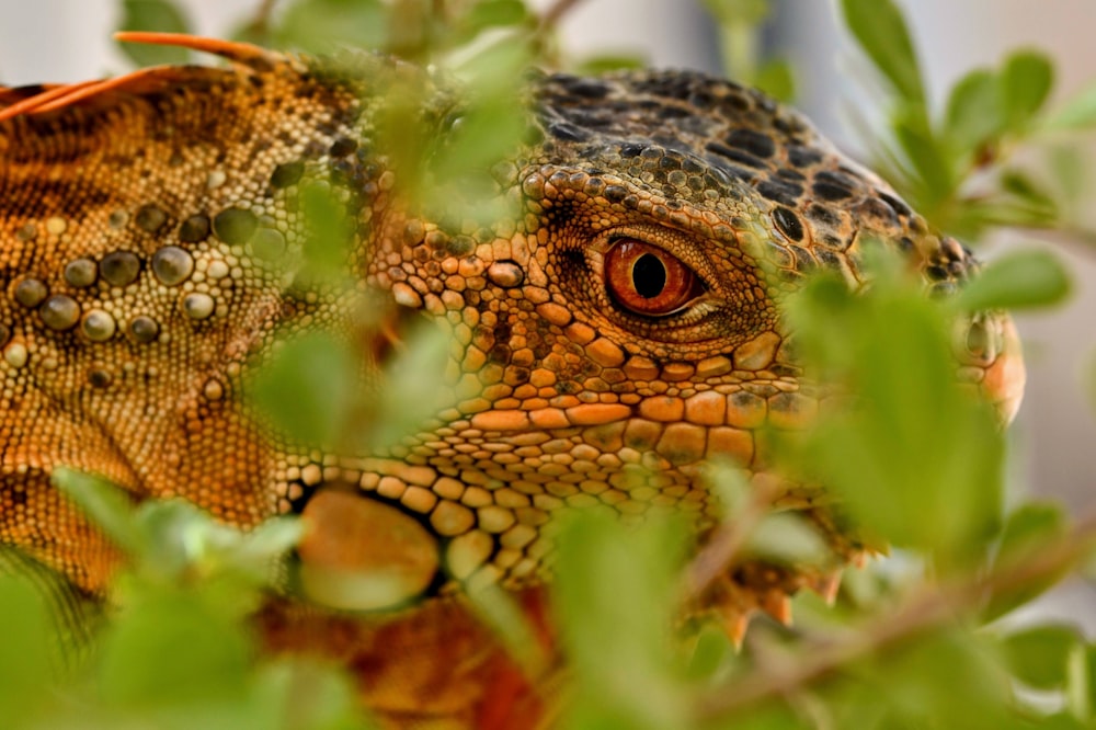 a close up of a lizard in a tree
