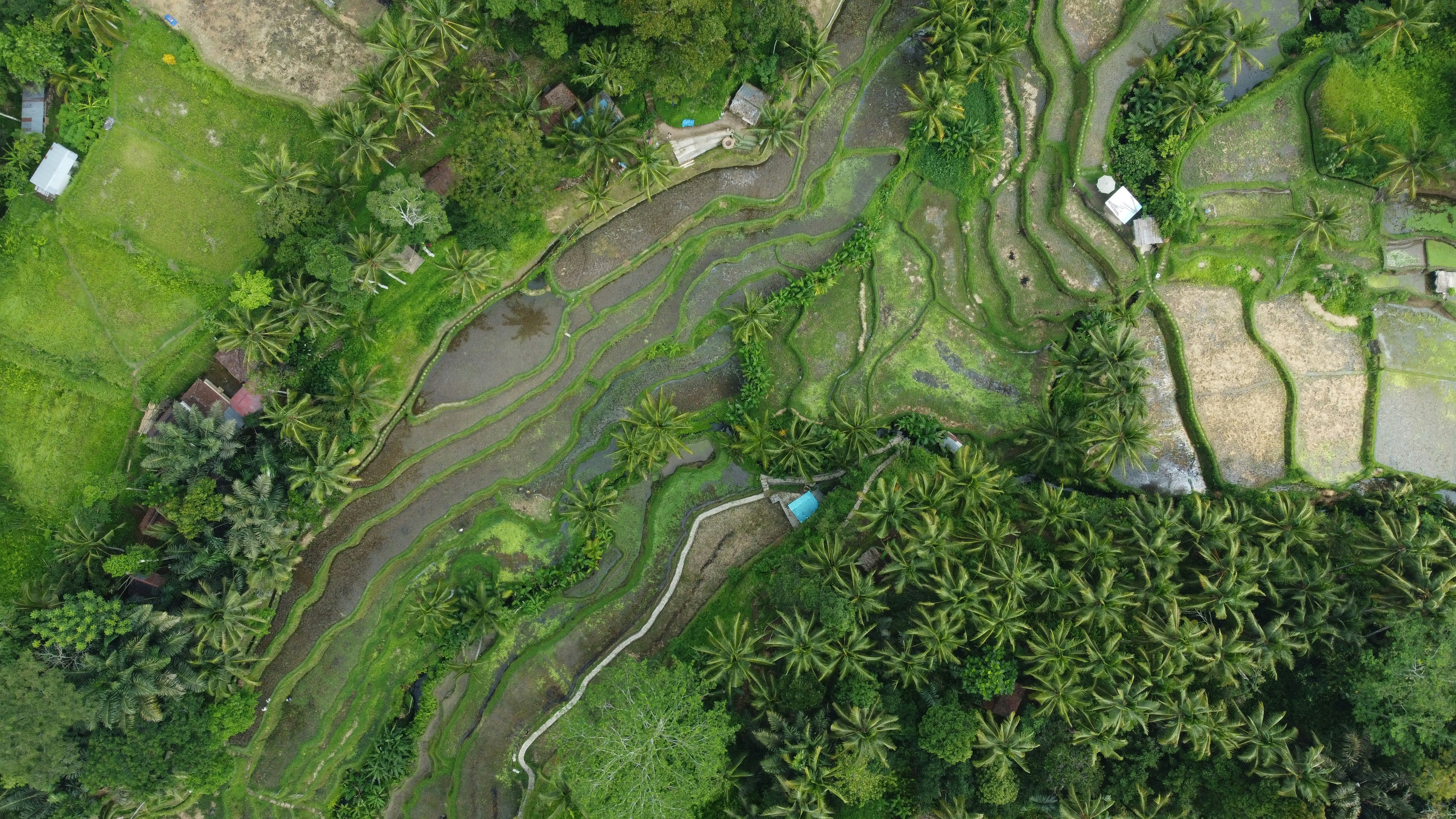 Aerial view of rice field with river