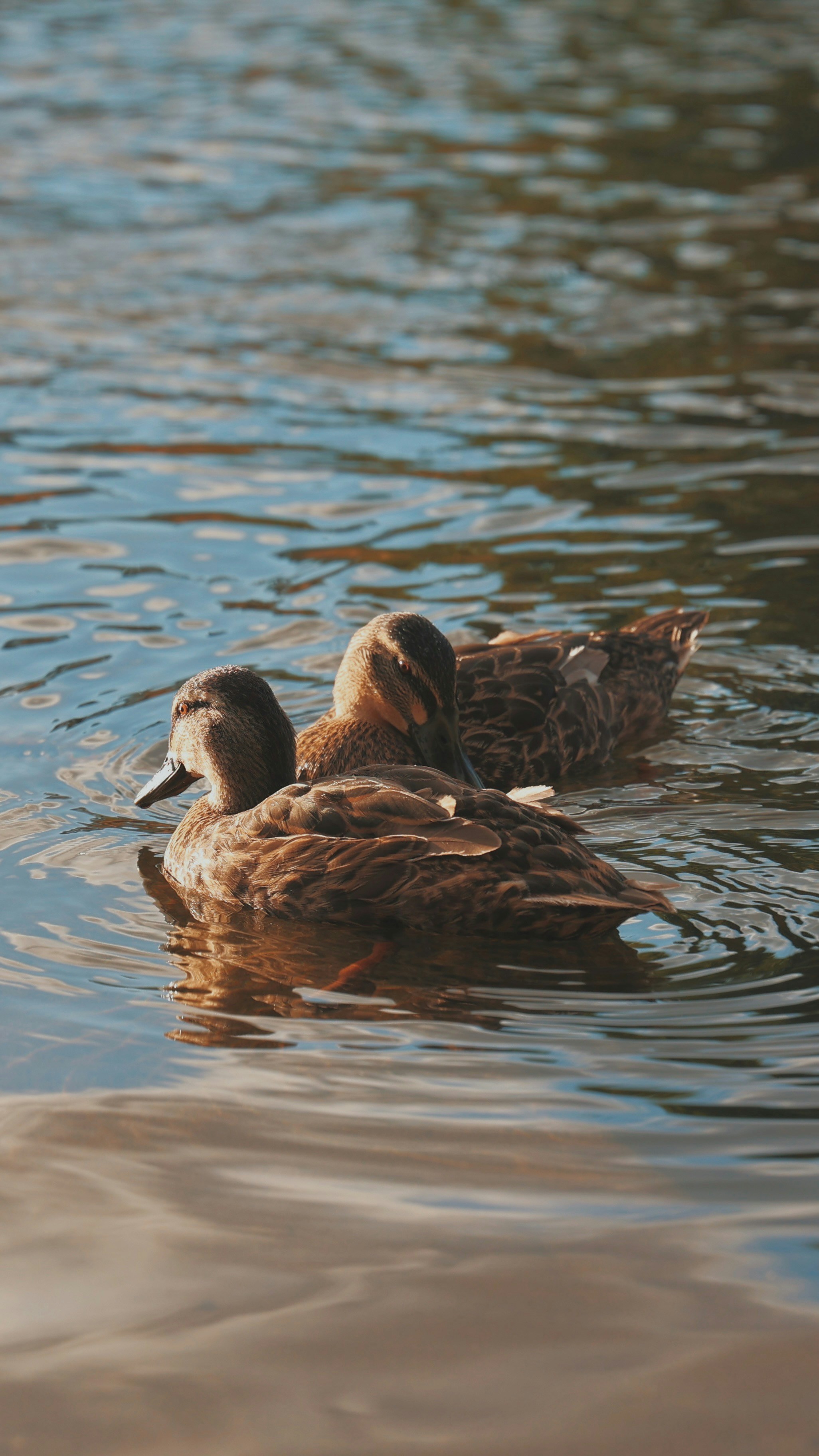 Photo by larisarunova