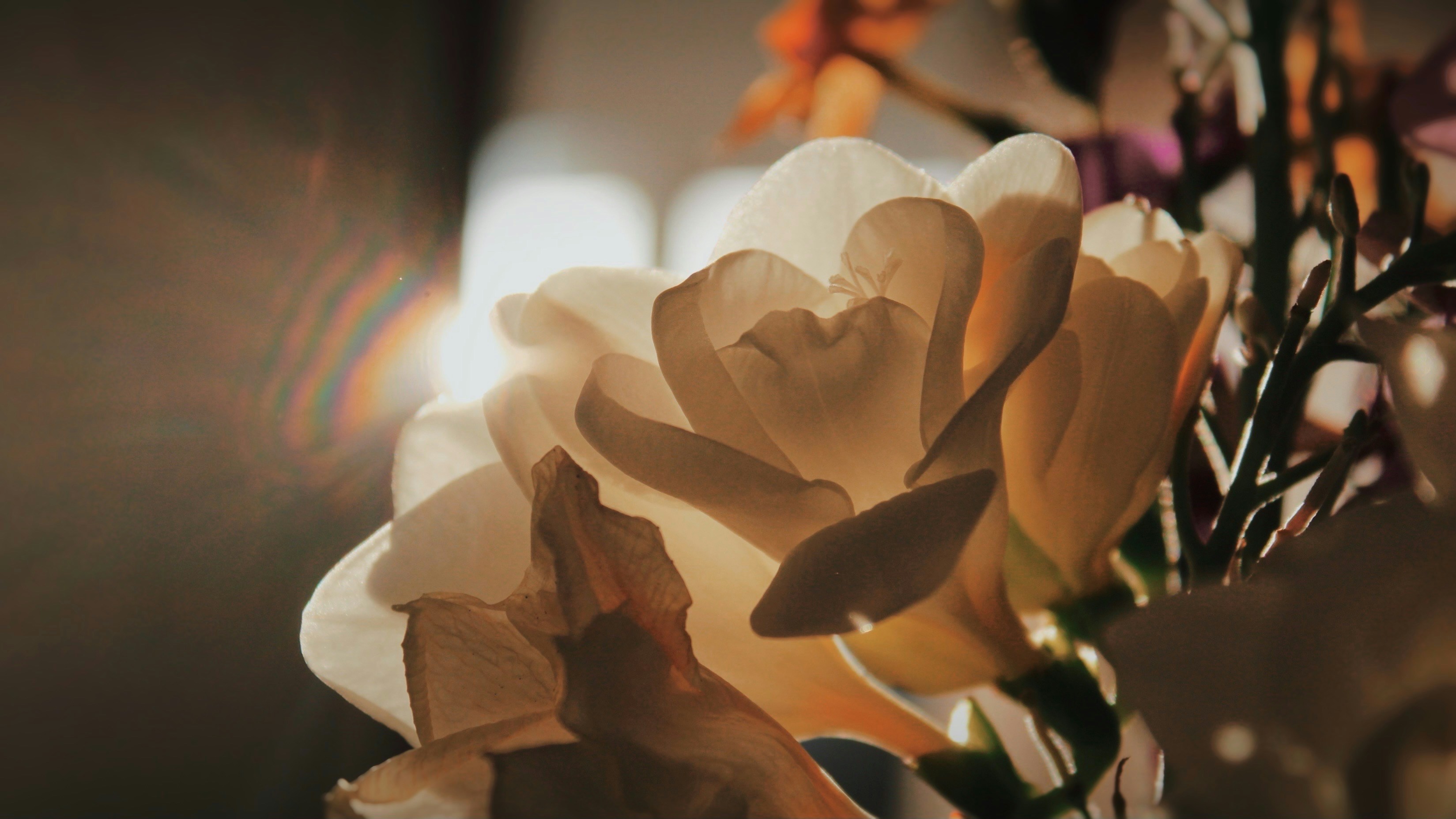 Photo by larisarunova