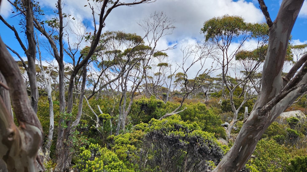 a forest filled with lots of trees under a cloudy blue sky