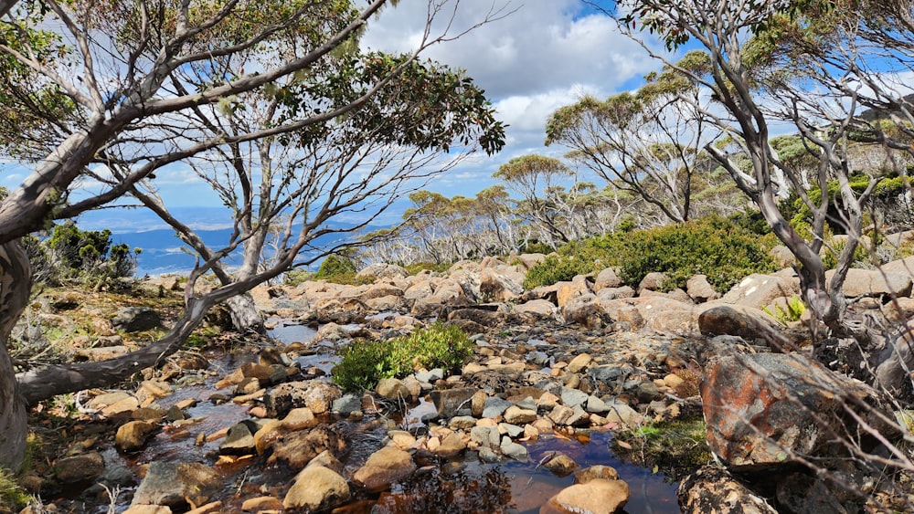 a stream running through a forest filled with rocks