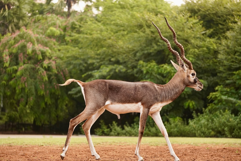 an antelope standing in a field with trees in the background