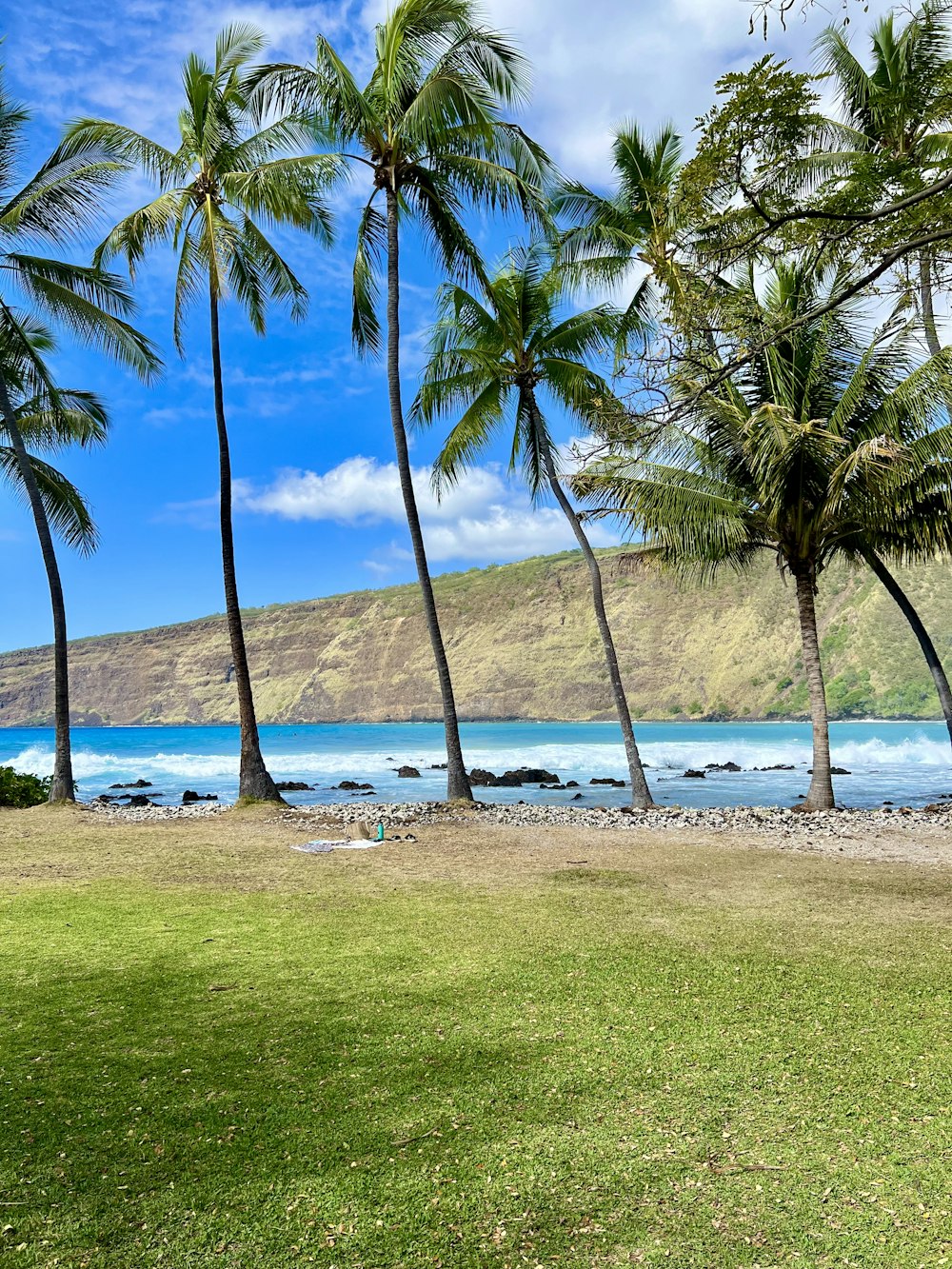 a grassy area with palm trees and the ocean in the background