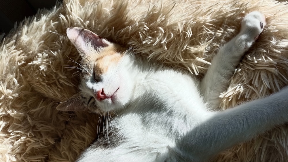 a white and orange cat laying on top of a fluffy blanket