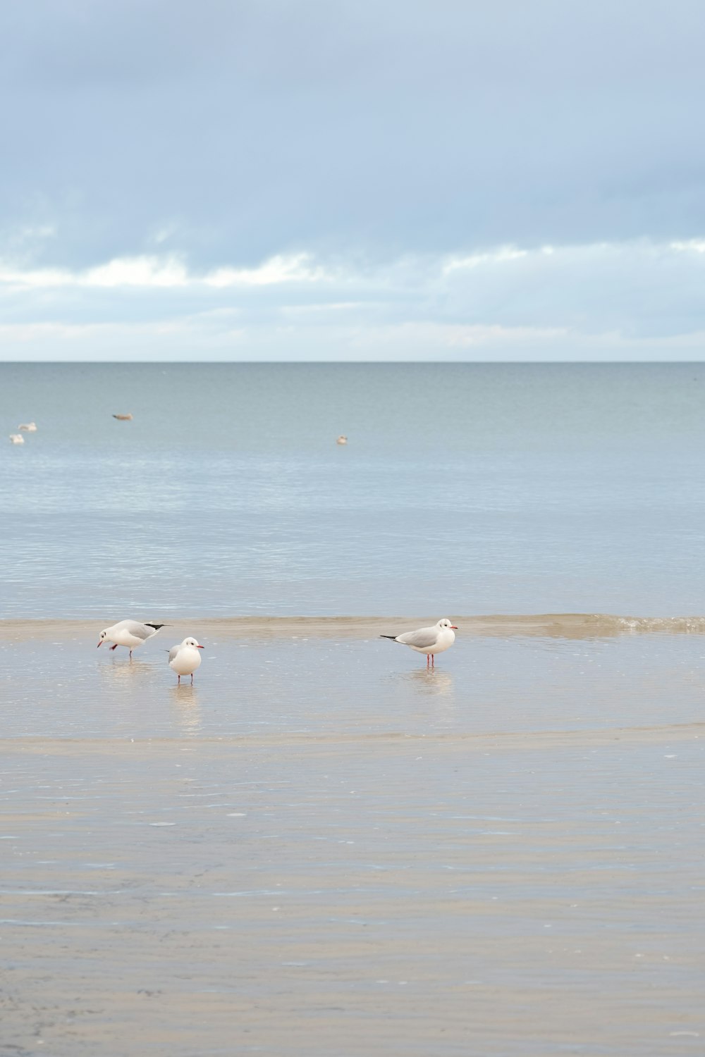 a group of birds standing on top of a sandy beach