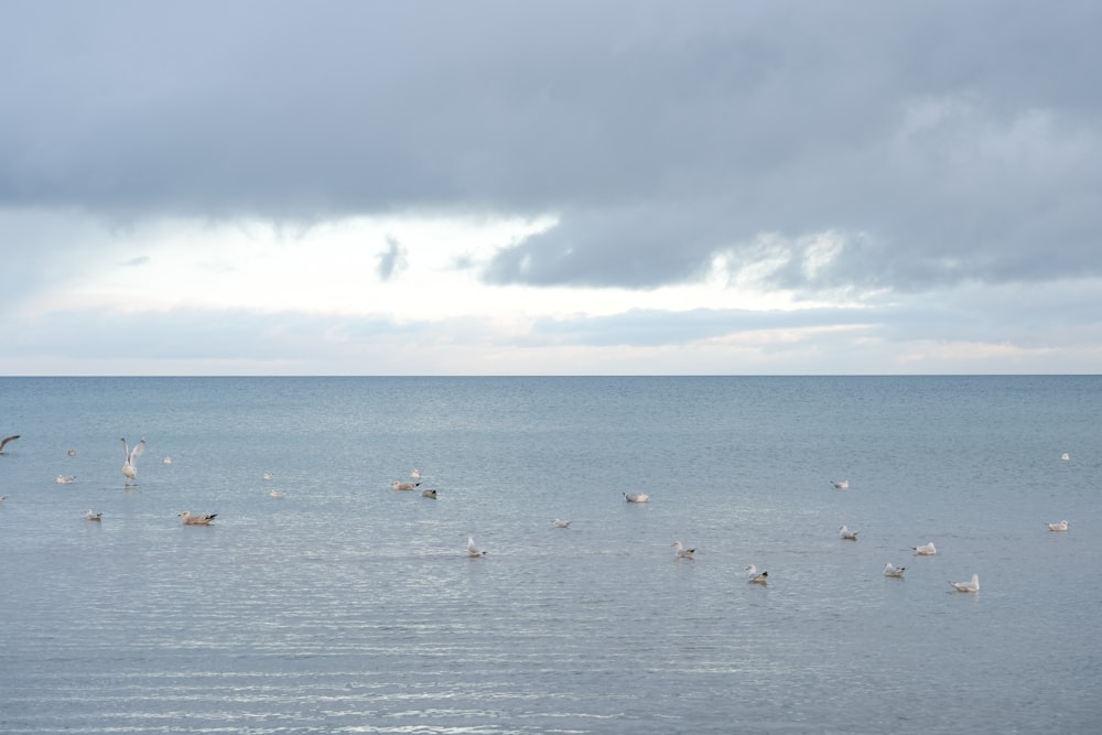 a flock of birds flying over a large body of water