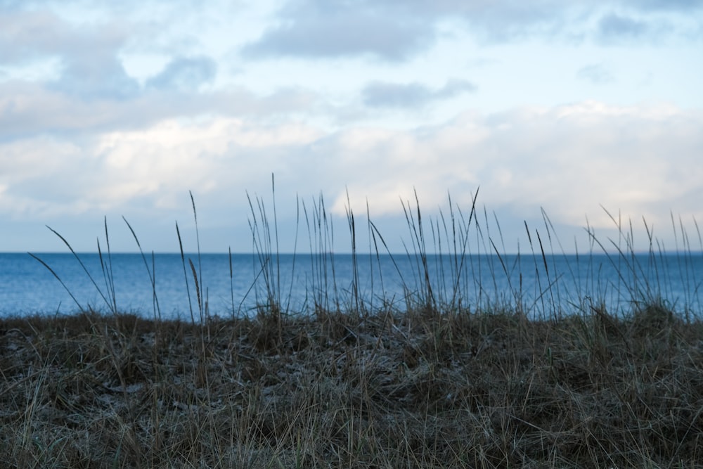 a view of the ocean from a grassy hill