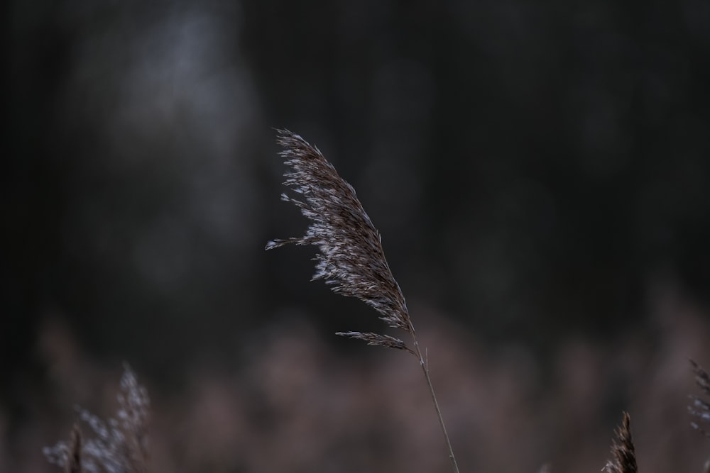 a close up of a plant with a blurry background