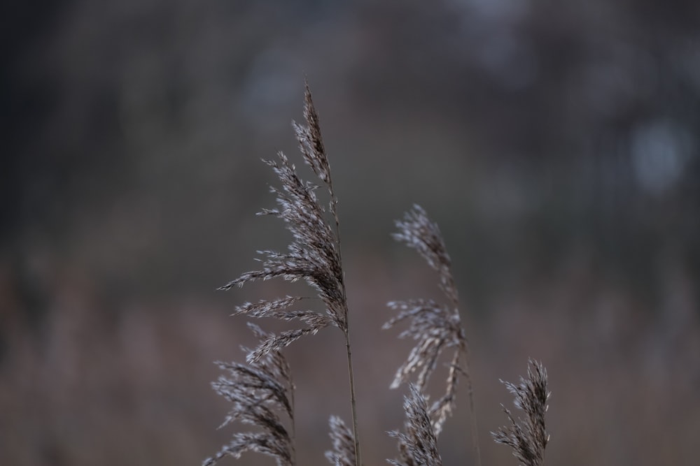 a close up of a plant with a blurry background