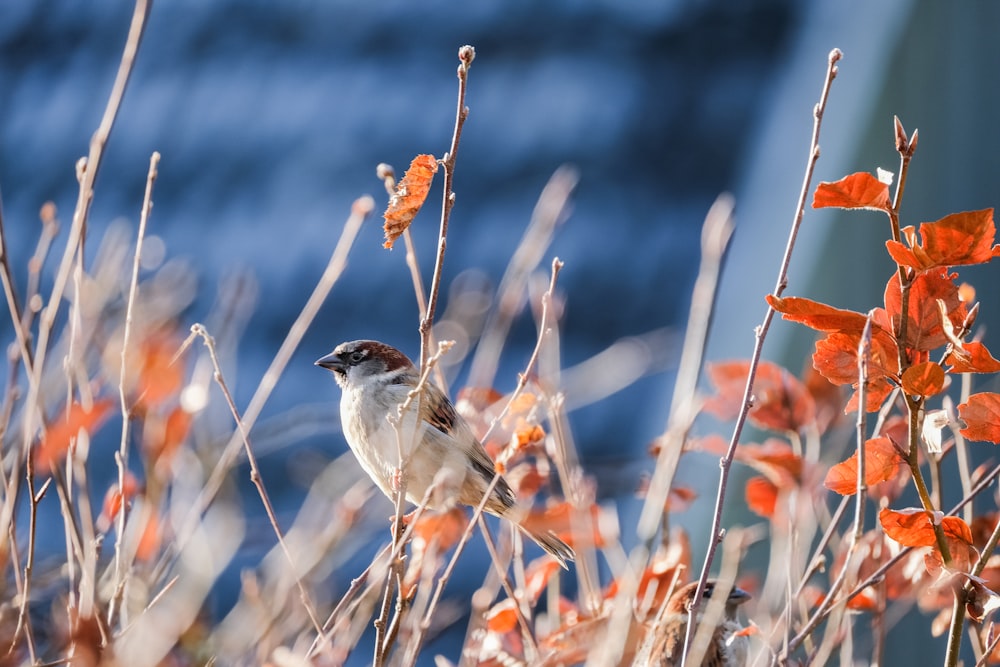 a small bird sitting on top of a tree branch