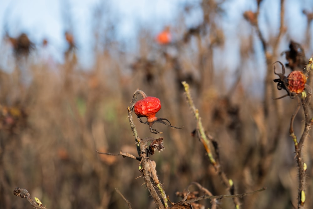 a small red flower sitting on top of a tree branch