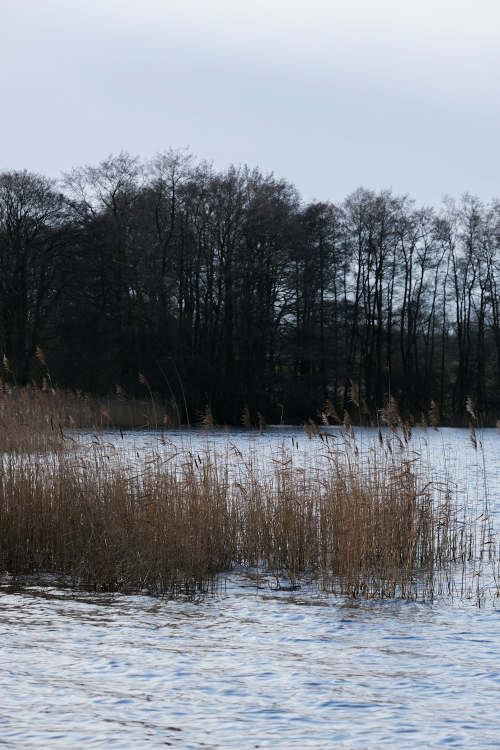 a body of water surrounded by tall grass and trees