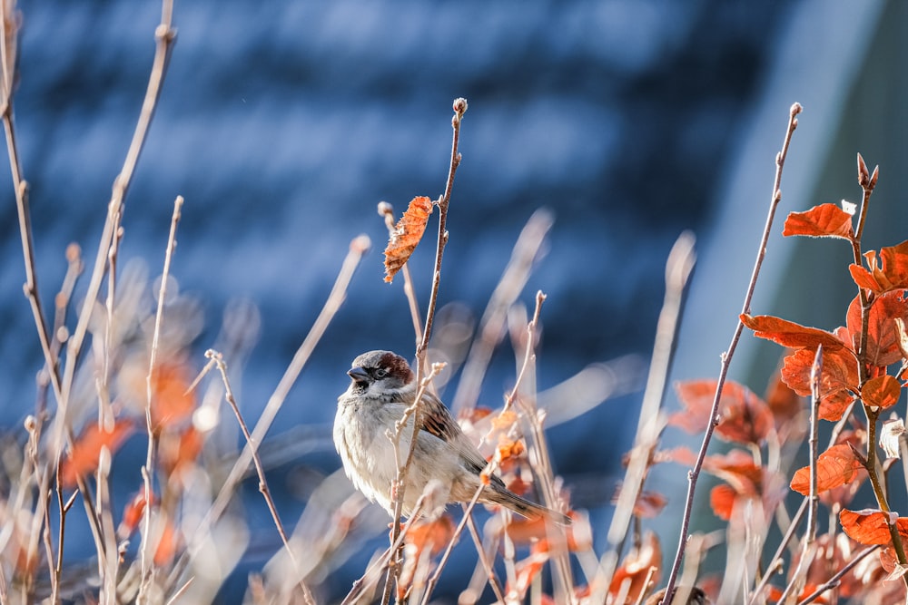 a small bird sitting on top of a tree branch