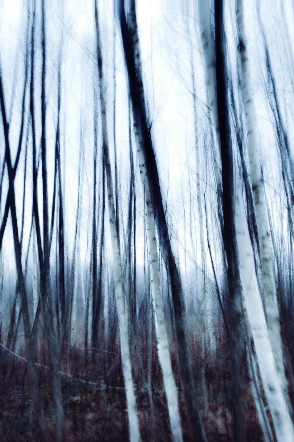 a blurry photo of trees in a forest