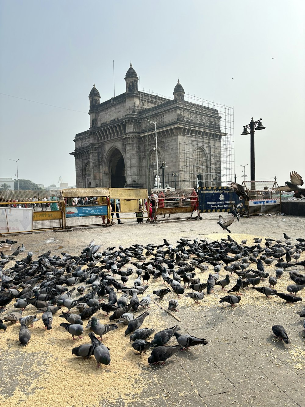 a bunch of birds that are on the ground