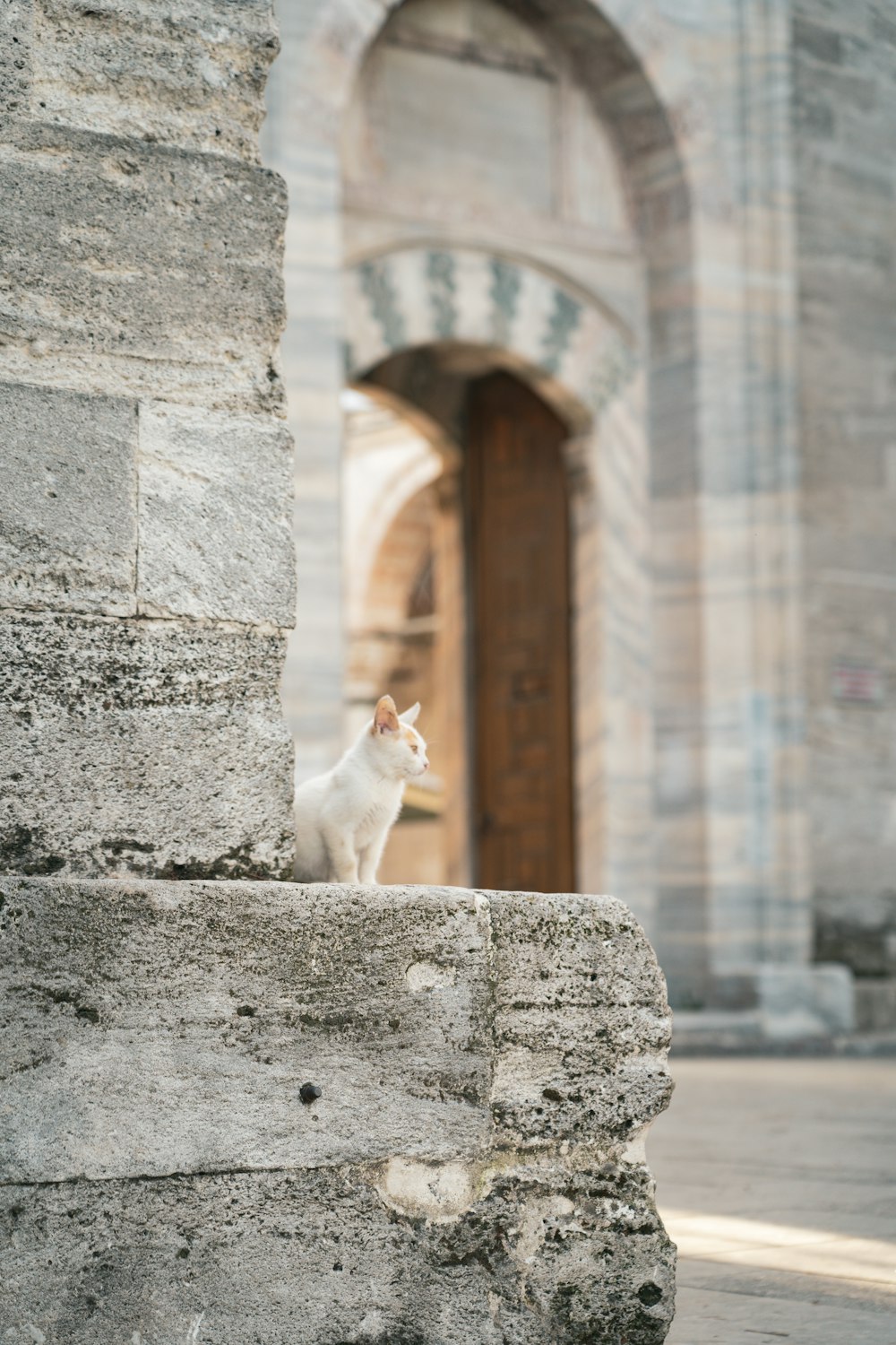 a white cat sitting on top of a stone wall