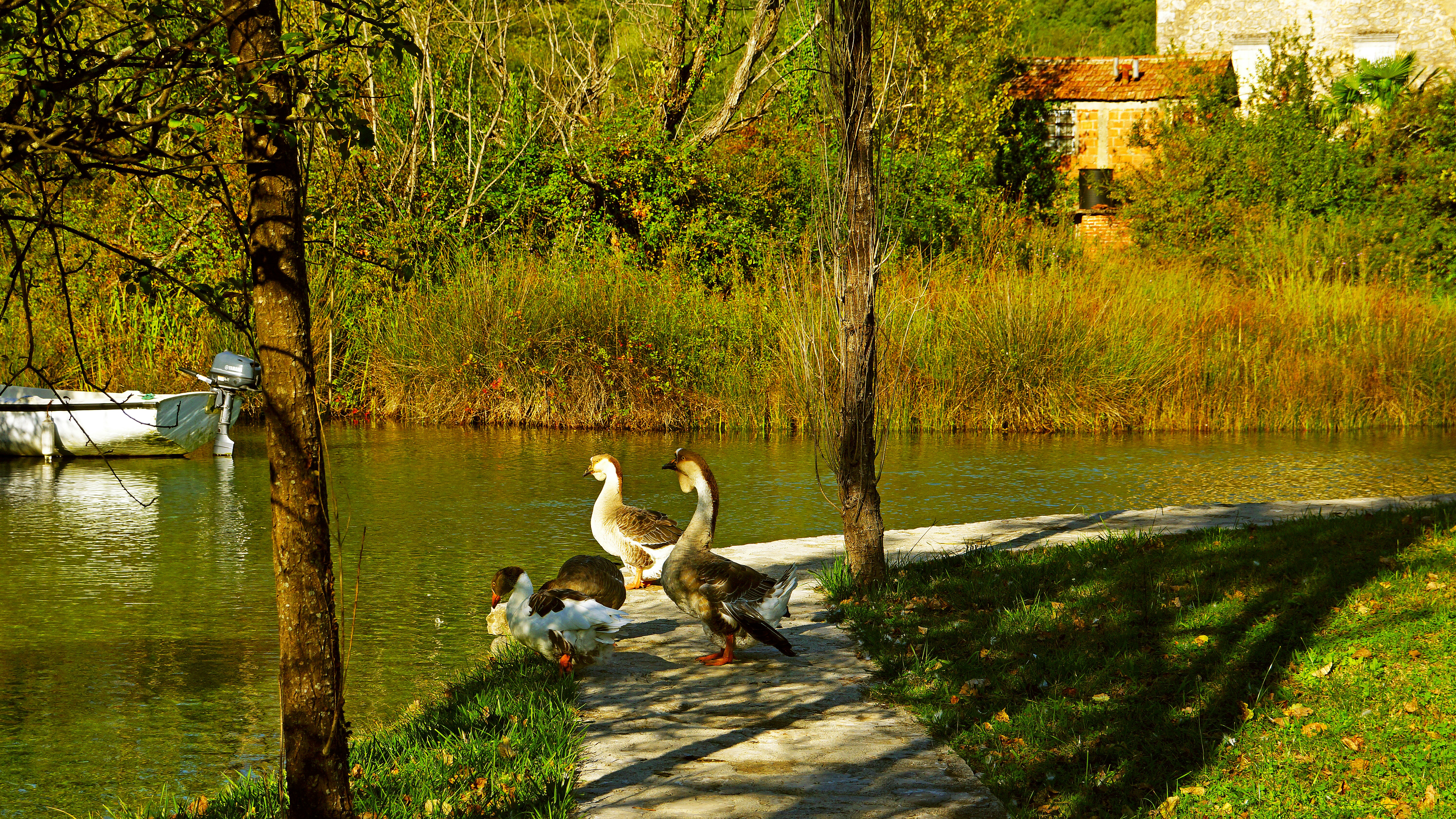 photo-1706600275881-e8e8668e80a2?ixid=M3wxMjA3fDB8MXxzZWFyY2h8NXx8YXNzaXN0ZWQlMjBsaXZpbmclMjBnb29zZSUyMGNyZWVrJTIwc2N8ZW58MHx8fHwxNzYzNzU3MzEzfDA\u0026ixlib=rb-4.1.0