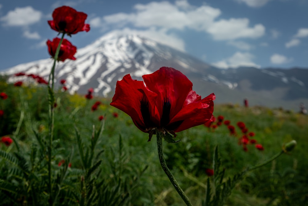 a field of red flowers with a mountain in the background