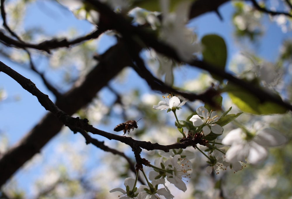 a bee is sitting on a branch of a tree