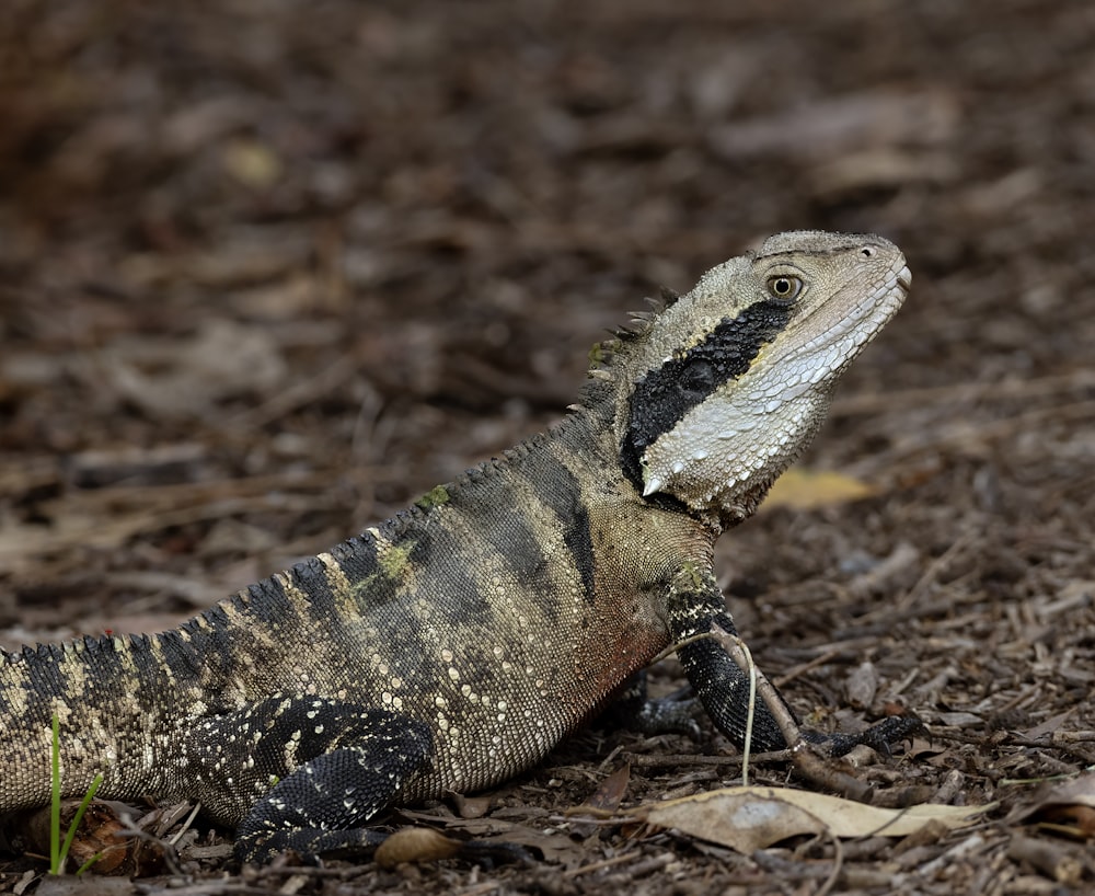 a close up of a lizard on the ground