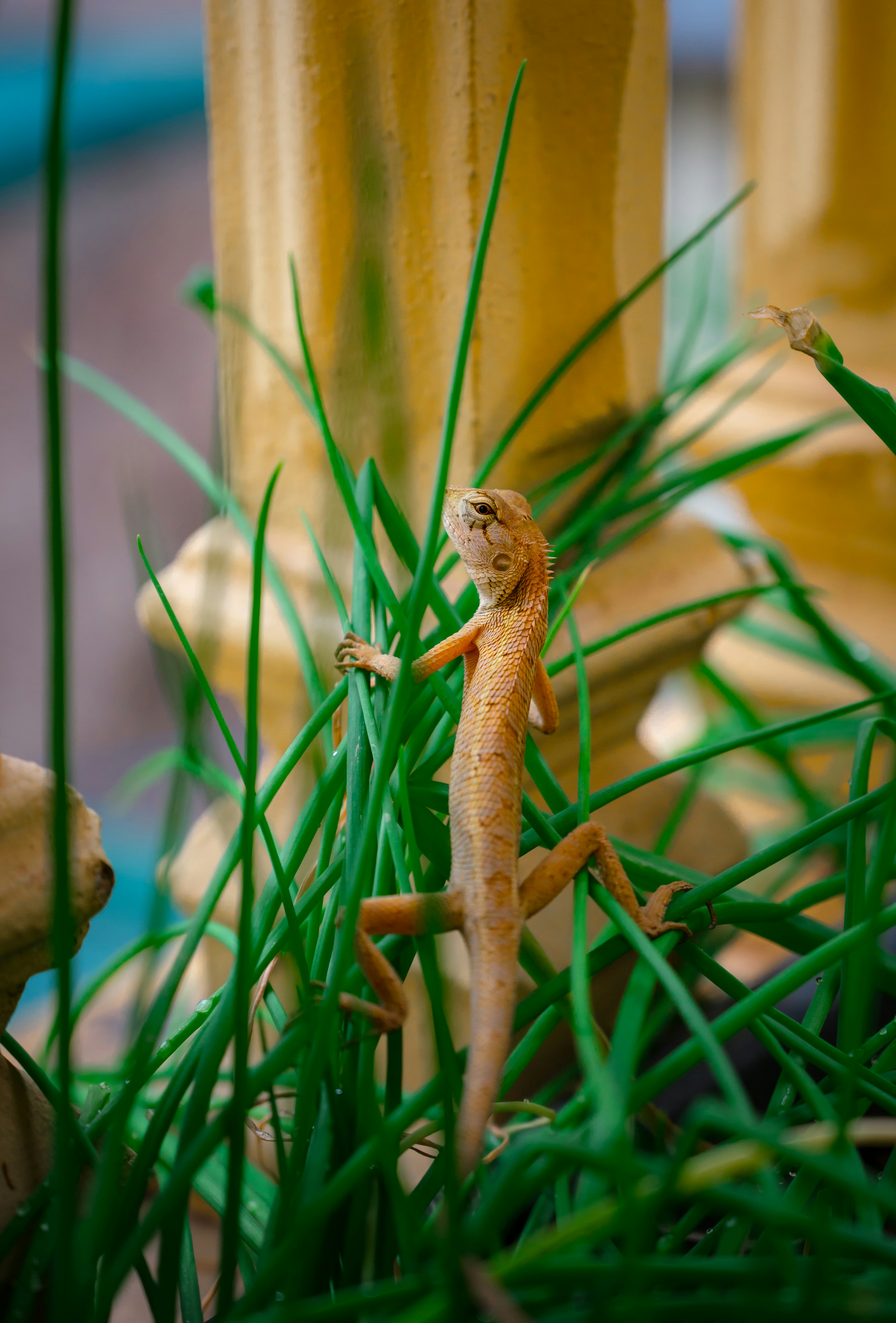 a small lizard sitting on top of a lush green field