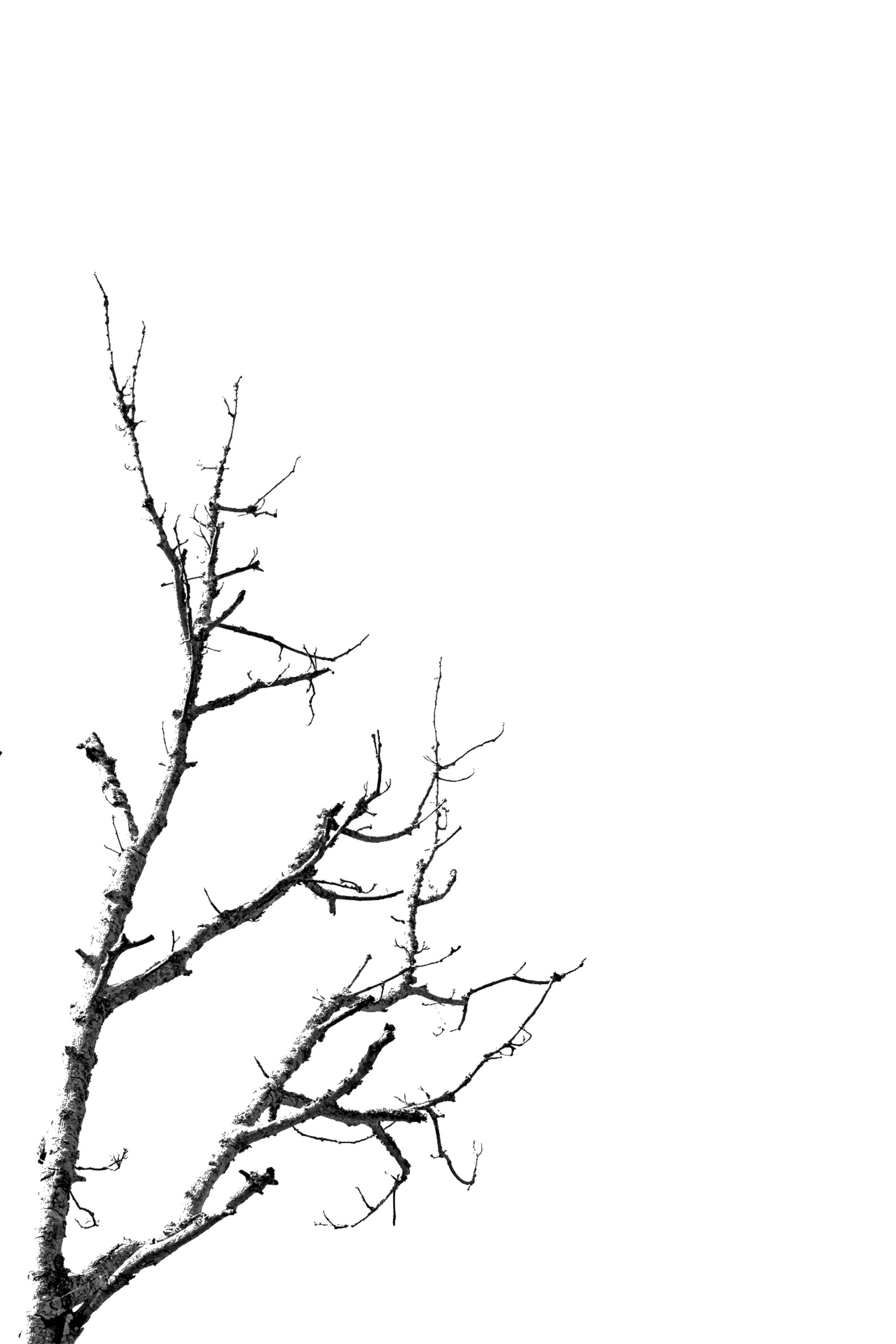 Tales of the b\u0026w beauty of nature