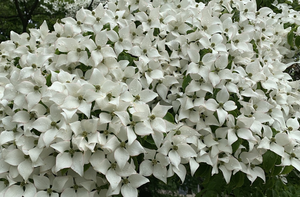 white flowers are blooming on a tree