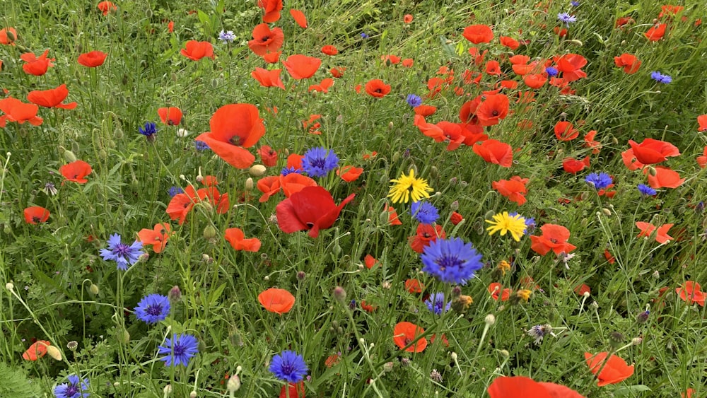 a field full of red and blue flowers