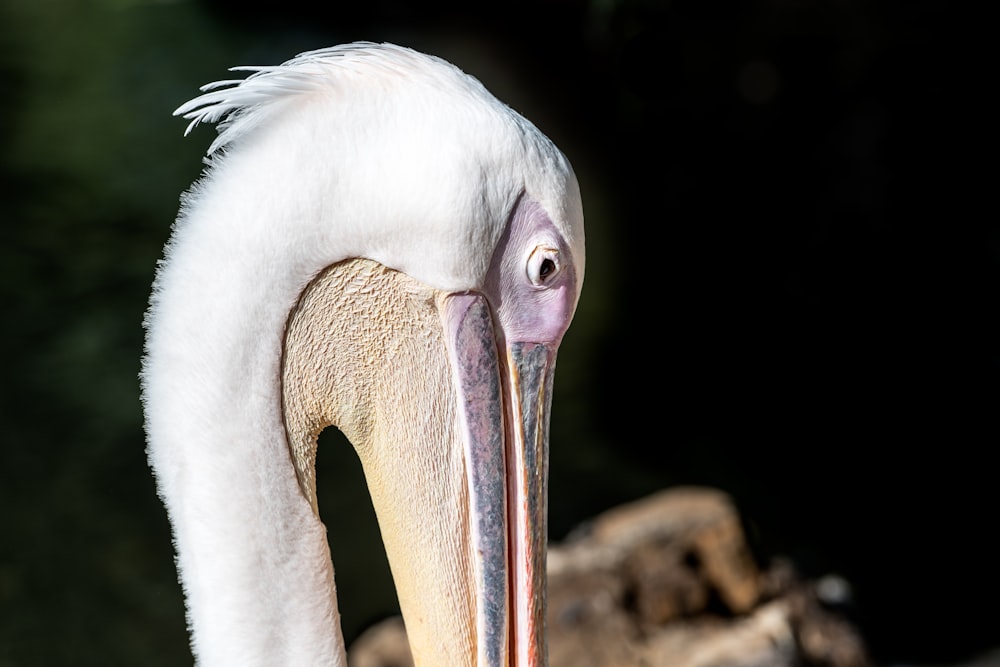 a close up of a bird with a long beak