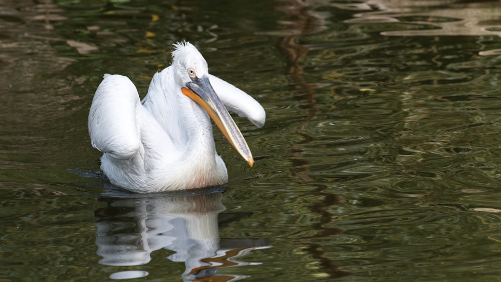 a large white bird floating on top of a body of water